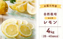 自然栽培　果汁用レモン　4kg(28～40個程度）