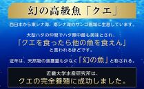 近大くえ鍋セット ( 500g ）こだわりだしぽん酢付き【2024年11月中旬～12月中旬発送】