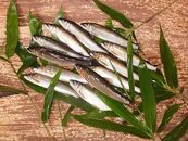 【由良川漁協】由良川の網獲り天然生鮎 約1kg（約18匹～22匹）