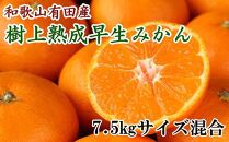 【取扱終了】紀州有田産早生みかんの樹上熟成みかん7.5kg（サイズ混合・秀品）