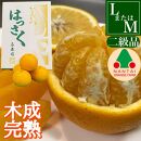 ちょっと 傷あり 4月 まで 木成 完熟 させた 有田 はっさく 8玉 または 10玉 化粧箱 南泰園 みかん