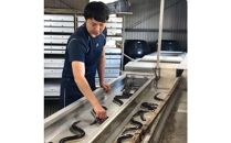 横山桂一さんのS級鰻　大15尾（2.25kg）