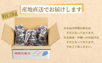 ぶどうの王様 農家直送 朝採り 巨峰 約1.2kg［2026年・先行予約］