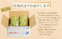 農家直送 朝採り シャインマスカット 約1.2kg  ［2026年・先行予約］