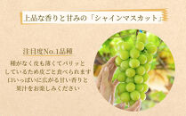農家直送 朝採り シャインマスカット 約1.2kg  ［2026年・先行予約］