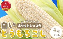 【先行予約】【旭川近郊産】白いとうもろこし（ホワイトショコラ他）4kg＜11-13本＞(2025年8月上旬発送開始予定)【 人気 北海道産 糖度 生 野菜 スイートコーン 産地直送 バーベキュー BBQ コーン 旬 お取り寄せ 旭川市 北海道 送料無料 】_00093