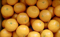 ［希少柑橘］和歌山県産なつみ約5kg（S～2Lサイズおまかせ）★2026年4月頃より順次発送［TM147］