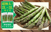 【2026年先行予約】露地物朝採りアスパラ 2L～3Lサイズ800g（400g×2）鮮度保持フィルム入り(5月中旬発送開始予定) 【 アスパラ アスパラガス 朝採り とれたて 野菜 旬 小分け 保存 産直 産地直送 お取り寄せ 旭川市 北海道 】_01593
