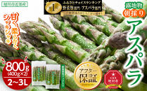 【2026年先行予約】露地物朝採りアスパラ&nbsp;2L～3Lサイズ800g（400g×2）鮮度保持フィルム入り(5月中旬発送開始予定)&nbsp;【&nbsp;アスパラ&nbsp;アスパラガス&nbsp;朝採り&nbsp;とれたて&nbsp;野菜&nbsp;旬&nbsp;小分け&nbsp;保存&nbsp;産直&nbsp;産地直送&nbsp;お取り寄せ&nbsp;旭川市&nbsp;北海道&nbsp;】_01593