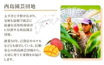 【先行予約】高知県南国市産／完熟アップルマンゴー(2個～3個）（2024年6月～発送）【フルーツ くだもの デザート 高評価 厳選 ギフト 贈り物 人気 おすすめ】