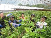 国産有機栽培グァバ葉100％使用 土佐國グァバ茶（2g×30包）