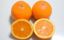 【濃厚】有田産清見オレンジ約7.5kg(サイズおまかせ、または混合)ご家庭用★2024年2月上旬頃より順次発送