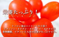 【2月出荷分】ミニトマト「アイコトマト」約2kg（S・Mサイズおまかせ）【TM110】