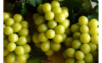 【2026年8月以降順次発送】福岡市産シャインマスカット【北海道・沖縄・離島配送不可】