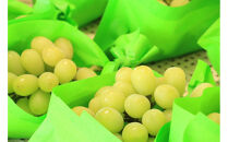 【2026年8月以降順次発送】福岡市産シャインマスカット【北海道・沖縄・離島配送不可】