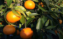 ［希少柑橘］和歌山県産なつみ約5kg（S～2Lサイズおまかせ）★2026年4月頃より順次発送［TM147］