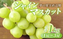 【先行予約】夢の果実直送便 シャインマスカットコース 1kg （1房～3房） / マスカット シャインマスカット 葡萄 ぶどう 果物 フルーツ 新鮮 数量限定 高級 福井県 あわら市産 ※2025年8月中旬より準備出来次第発送