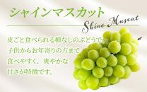 【先行予約】夢の果実直送便 シャインマスカットコース 1kg （1房～3房） / マスカット シャインマスカット 葡萄 ぶどう 果物 フルーツ 新鮮 数量限定 高級 福井県 あわら市産 ※2025年8月中旬より準備出来次第発送