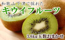 和歌山の下津で採れたキウイフルーツ約3.6kg（玉数おまかせ・秀品）★2024年１月上旬頃より順次発送