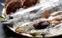 ≪事業者応援≫地元漁師さんと一緒に新鮮でおいしいお魚をお届けします！【唐桑漁師さんの鮮魚スペシャルセット】