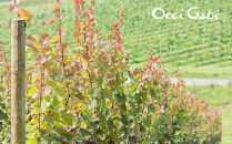 【OcciGabi Winery】おススメ黒ラベルシリーズ６本セット