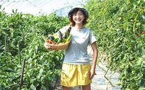 【2024年7月～3回便】★低農薬使用★旬な新鮮野菜直送！