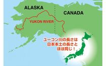 天然アラスカ ユーコン鮭（チャムサーモン）定塩切身【1.5kg】