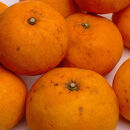 ［先行予約］家庭用&nbsp;甘夏柑5kg+250g（傷み補償分）［初夏のみかん・旬の果物］［有田産］［光センサー食べ頃出荷］［わけあり・訳あり］［IKE75］