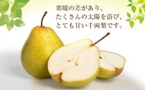 【先行予約】近澤果樹園 千両梨　7kg（MLサイズ混合）（2025年10月中旬より発送予定）【 果物 くだもの フルーツ デザート 旬 お取り寄せ 甘い 北海道産 人気 ランキング 北海道 旭川市 産地直送 】_01176