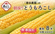 【先行予約】春とうもろこし 8本 おおもの 黄色 朝採り ／ 期間限定 数量限定 ハウス栽培 産地直送 甘い スイートコーン とうもろこし 野菜 あわら ※2025年6月上旬より順次発送