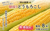 【先行予約】春とうもろこし 8本 おおもの 黄色 朝採り ／ 期間限定 数量限定 ハウス栽培 産地直送 甘い スイートコーン とうもろこし 野菜 あわら ※2025年6月上旬より順次発送