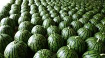 【2026年7月下旬頃から発送予定】【夏季限定】井口農場産　八色原スイカ　大玉１玉【西瓜&nbsp;すいか&nbsp;スイカ&nbsp;南魚沼市&nbsp;夏季限定&nbsp;フルーツ&nbsp;ギフト&nbsp;贈答用&nbsp;大玉スイカ&nbsp;新潟県&nbsp;果物&nbsp;甘い&nbsp;みずみずしい&nbsp;農産物&nbsp;季節の果物】