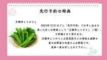 【&nbsp;先行予約特典付き・2026年7月発送】京ブランド野菜・賀茂茄子（かもなす）12個&nbsp;約3kg