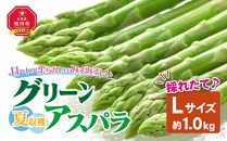 【先行予約】夏収穫グリーンアスパラ Lサイズ 1kg（2025年7月上旬～発送開始予定）【 アスパラ アスパラガス 朝採り とれたて 野菜 旬 小分け 保存 産直 産地直送 お取り寄せ 旭川市 北海道 送料無料 】_00414