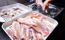 イカ・イカ焼き用「真空冷凍」／BBQに最適！ 白イカ（ケンサキイカ） 調理済み 正味1K入り（4～8匹） ※小分け真空包装 イカ焼き・イカのツボ抜き