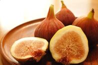 【先行予約】もぎたて朝どり完熟いちじく　秀品&nbsp;約1kg（9～12玉）／愛知県産　サマーレッド　いちじく　イチジク　無花果　果物　フルーツ　