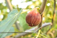 【先行予約】もぎたて朝どり完熟いちじく　秀品&nbsp;約1kg（9～12玉）／愛知県産　サマーレッド　いちじく　イチジク　無花果　果物　フルーツ　