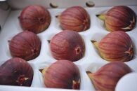 【先行予約】もぎたて朝どり完熟いちじく　秀品&nbsp;約1kg（9～12玉）／愛知県産　サマーレッド　いちじく　イチジク　無花果　果物　フルーツ　