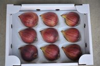 【先行予約】もぎたて朝どり完熟いちじく　秀品&nbsp;約1kg（9～12玉）／愛知県産　サマーレッド　いちじく　イチジク　無花果　果物　フルーツ　