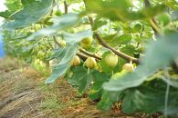 【先行予約】もぎたて朝どり完熟いちじく　秀品&nbsp;約1kg（9～12玉）／愛知県産　サマーレッド　いちじく　イチジク　無花果　果物　フルーツ　