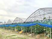 【先行予約】もぎたて朝どり完熟いちじく　秀品&nbsp;約1kg（9～12玉）／愛知県産　サマーレッド　いちじく　イチジク　無花果　果物　フルーツ　