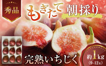 【先行予約】もぎたて朝どり完熟いちじく　秀品&nbsp;約1kg（9～12玉）／愛知県産　サマーレッド　いちじく　イチジク　無花果　果物　フルーツ　