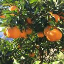 有田育ちの 完熟 ポンカン（ご家庭用）約3kg［先行予約］［MS44］