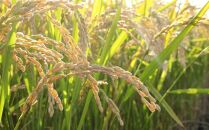 令和4年産ゆめぴりか　白米5kg　～大雪山系の豊かな水で育った特別栽培米～_00148