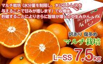 定期便 訳あり 傷多め 7.5kg × 3回 コース 有田みかん 食べくらべ 3種 全3回 南泰園