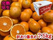 定期便 先行受付 2025年 10月発送スタート 訳あり 傷多め 7.5kg × 3回 コース 有田みかん 食べくらべ 3種 南泰園