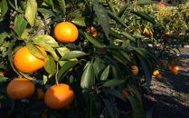 【希少柑橘】和歌山県産なつみ約5kg（S～2Lサイズおまかせ）★2025年4月頃より順次発送【TM147】
