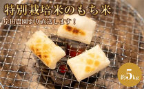 【11月中旬以降発送】☆2026年産新米☆特別栽培米のもち米約5kg　岸田農園より直送します！