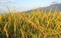 定期便【令和8年産新米予約】玄米5kg×12回&nbsp;南魚沼産新之助【令和8年10月中旬から1ヶ月以内に順次発送予定】＜12ヶ月定期便＞農家直送_AG