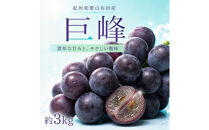 紀州有田産の巨峰ぶどう約３kg【先行予約】【2026年8月下旬以降発送予定】